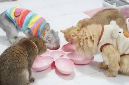   有品牌推出“宠物年夜饭” 缩略图