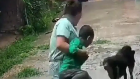 藏獒闯入家中 妈妈一把抱起孩子狂奔