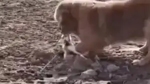 狗狗发现离世小猫 刨坑用泥土送别