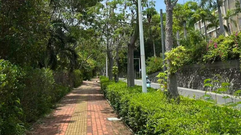 三亞常見毒蛇為竹葉青眼鏡蛇