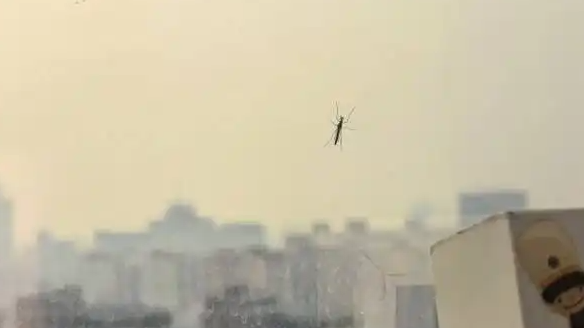 蚊子提前“开工” 有人3月就用蚊帐