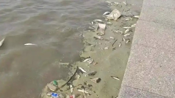 青岛海岸现大量死鱼 官方回应