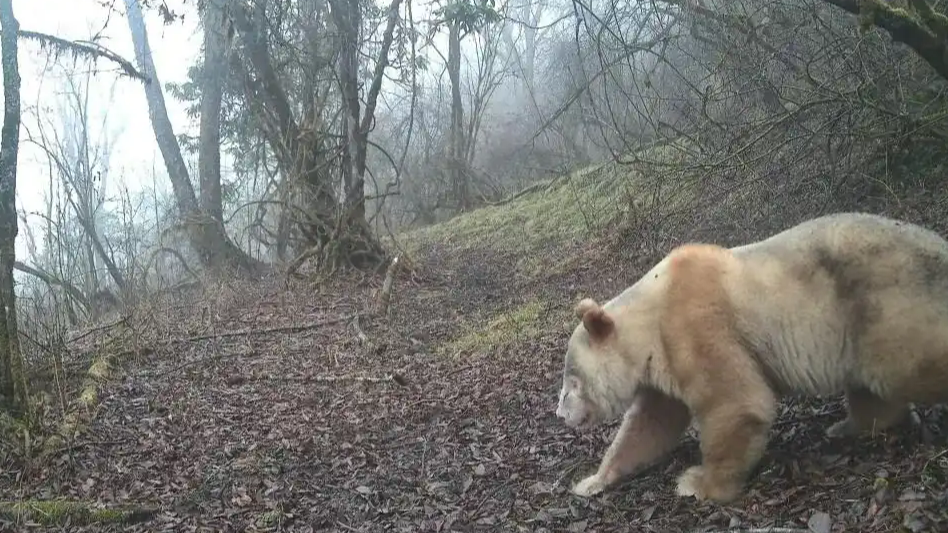 全球唯一白色野生大熊猫影像公开