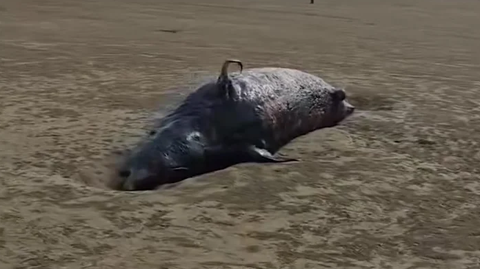 鲸鱼搁浅福州沙滩死亡发臭