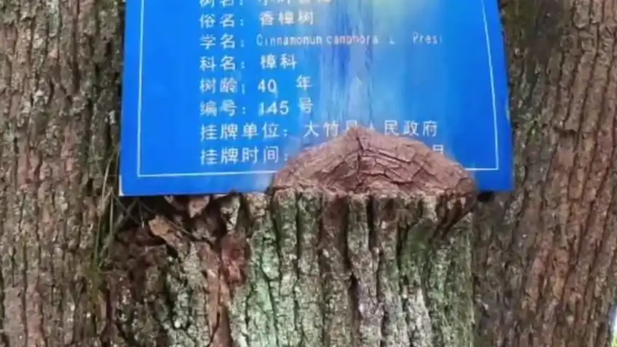  香樟树保护牌嵌入树干 园林局回应