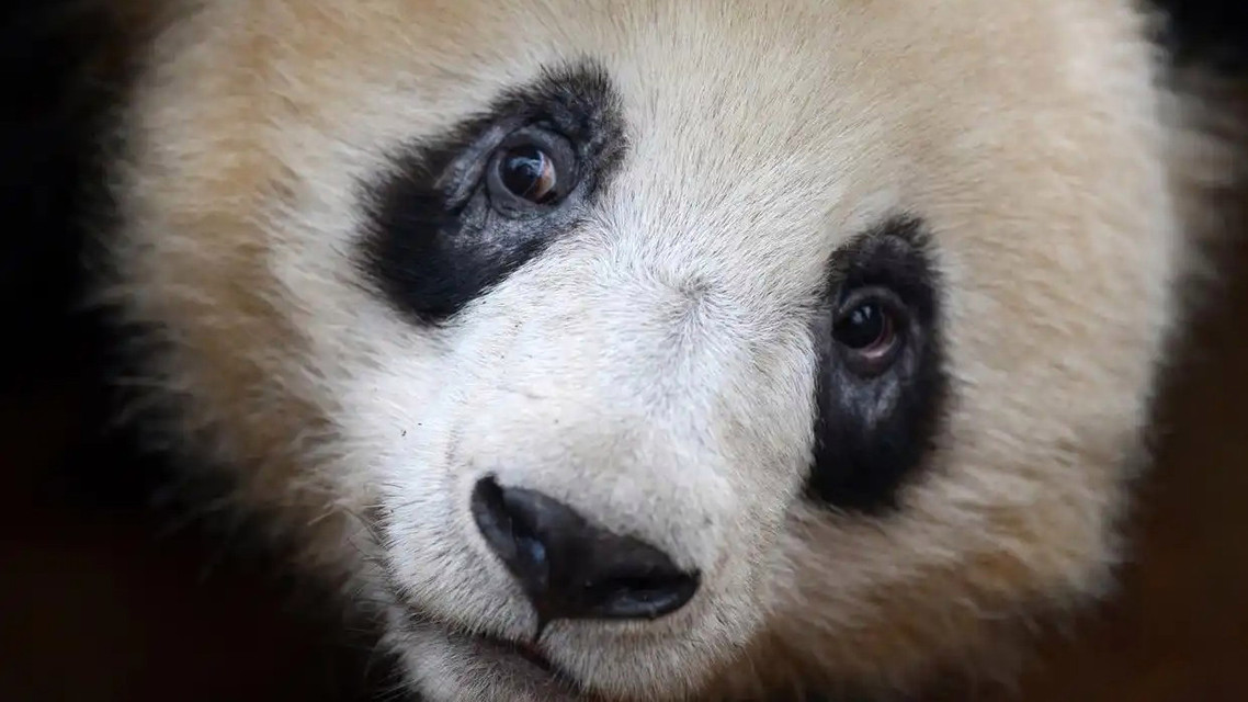  世界杯熬夜性价比指南
