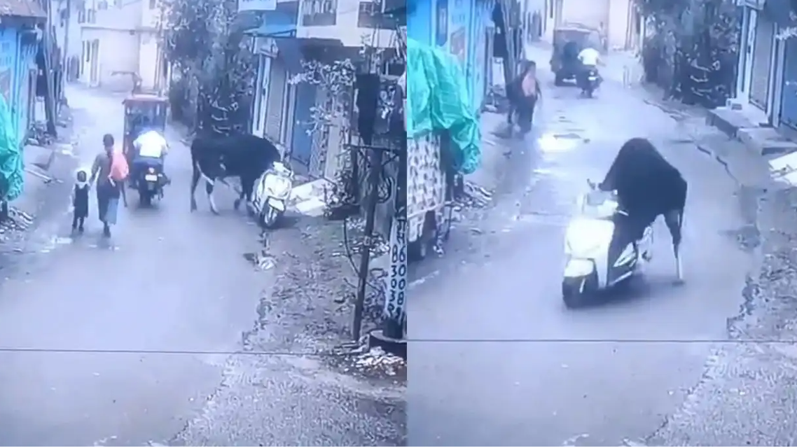 印度一公牛騎走路邊摩托車