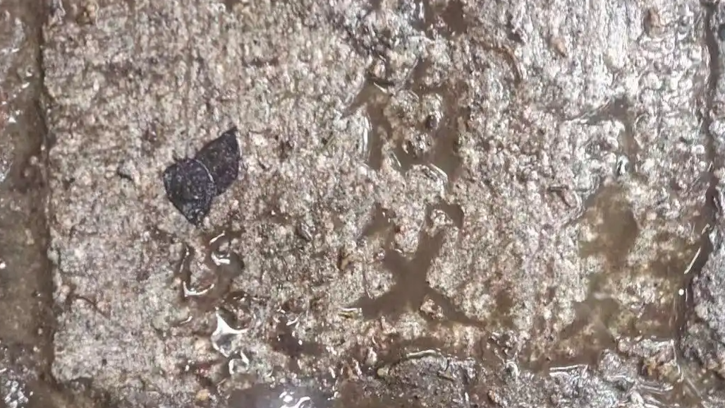  公园回应用墓碑铺路：用了无主墓碑