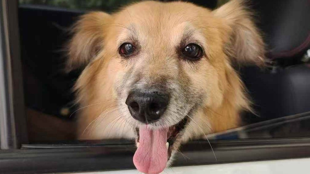 长期养狗心脏病风险直降20%