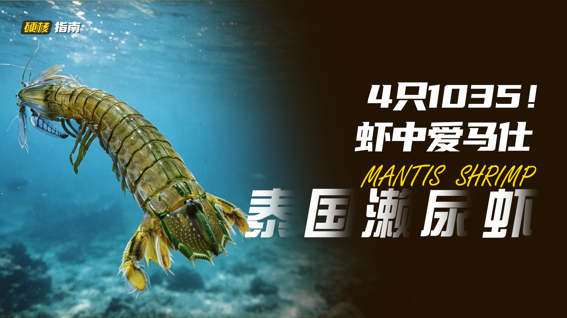  泰国濑尿虾为啥能卖出天价