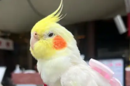 女孩们捧红“鸟鸟教” 催熟百亿市场