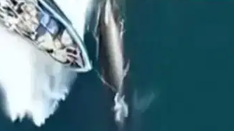 北海通报网红鲸鱼遭渔船撞击受伤