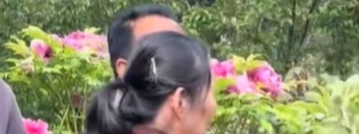 游客在洛阳折断牡丹花跳进花丛拍照