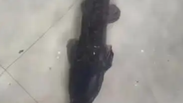 台风后家中积水现15斤大鲶鱼