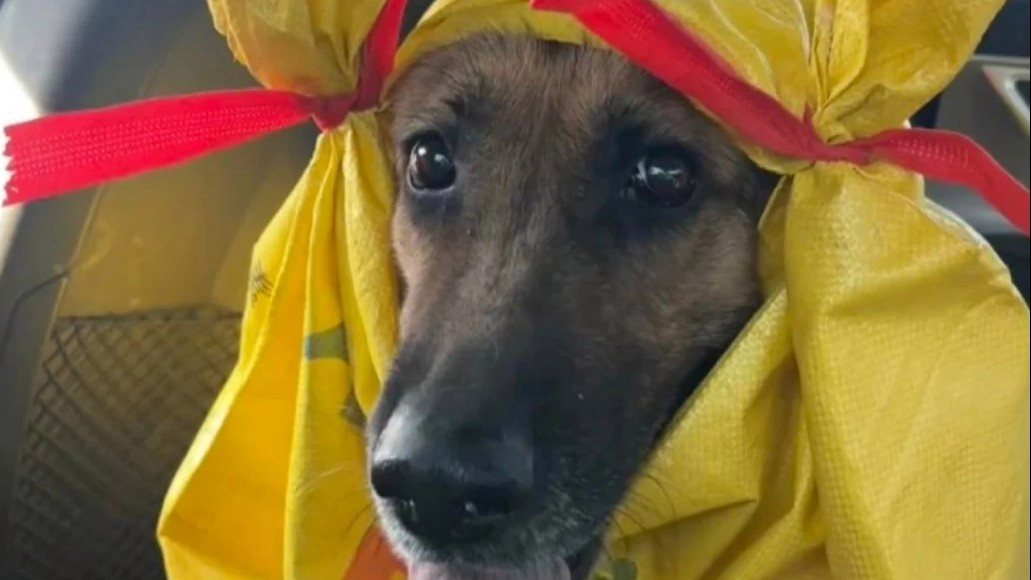  狗狗们上演春运版“狗在囧途”