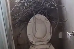   新房卫生间未关窗 喜鹊筑巢产蛋 缩略图