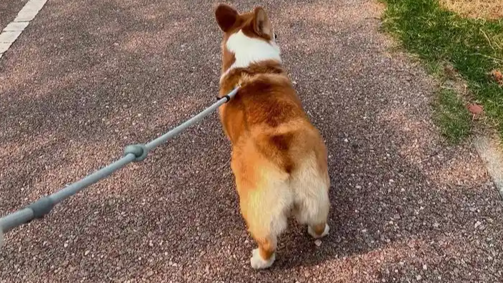 物业通知将投毒治理遛狗不清粪便