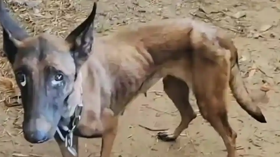 马犬被洪水冲走自行回家瘦成皮包骨