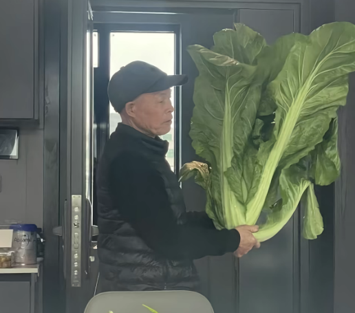 “老辈子种菜真是没轻没重啊”