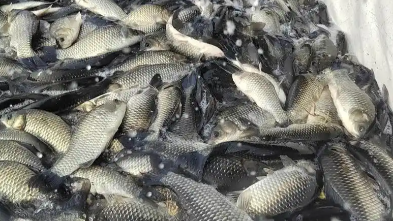  世界上每2条养殖鱼就有1条来自中国