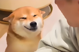   网红柴犬佩奇中毒死亡 缩略图