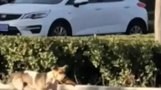 狗妈妈叼着油条 跨越五公里投喂幼崽