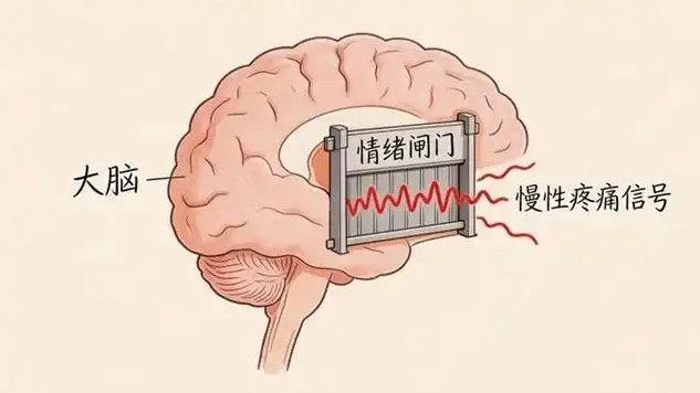 复旦团队找到大脑中的情绪闸门