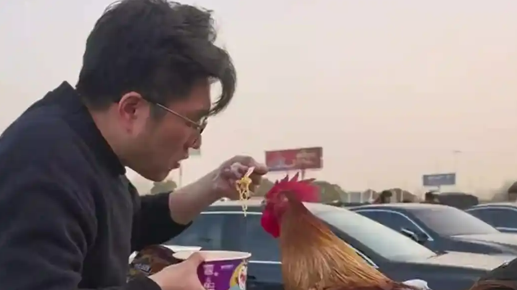  大公鸡从年货逆袭成宠物