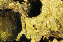   中国发现亚洲最大海底金矿 缩略图