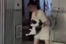 女子被自家12斤猫咪踹进手术室