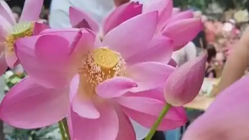  出摊10分钟抢购一空 荷花为啥这么火