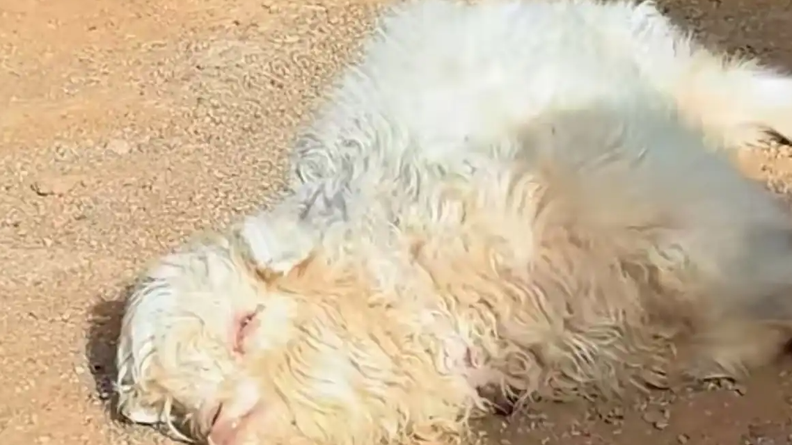 专家称装死小羊可人工繁殖更多只