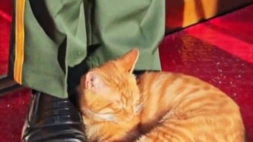 全网刷屏的天安门小猫 后续来了