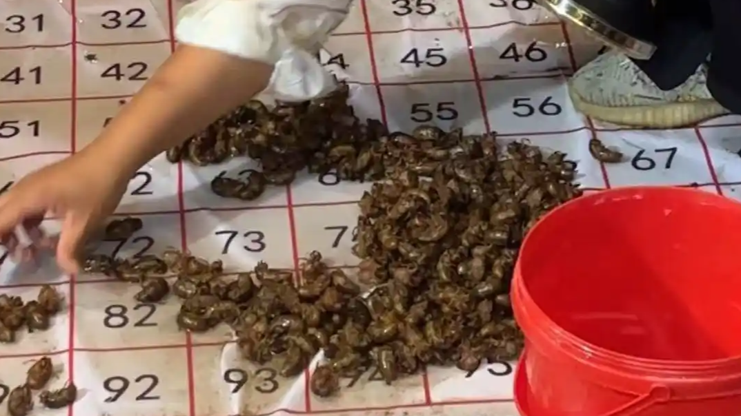 八毛八一只 有家庭一晚捉蝉350只