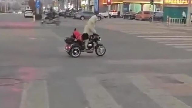 宠物狗骑电动车带另一只狗上街