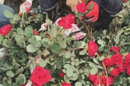   成都“玫瑰爷爷”花田被提前清空 缩略图