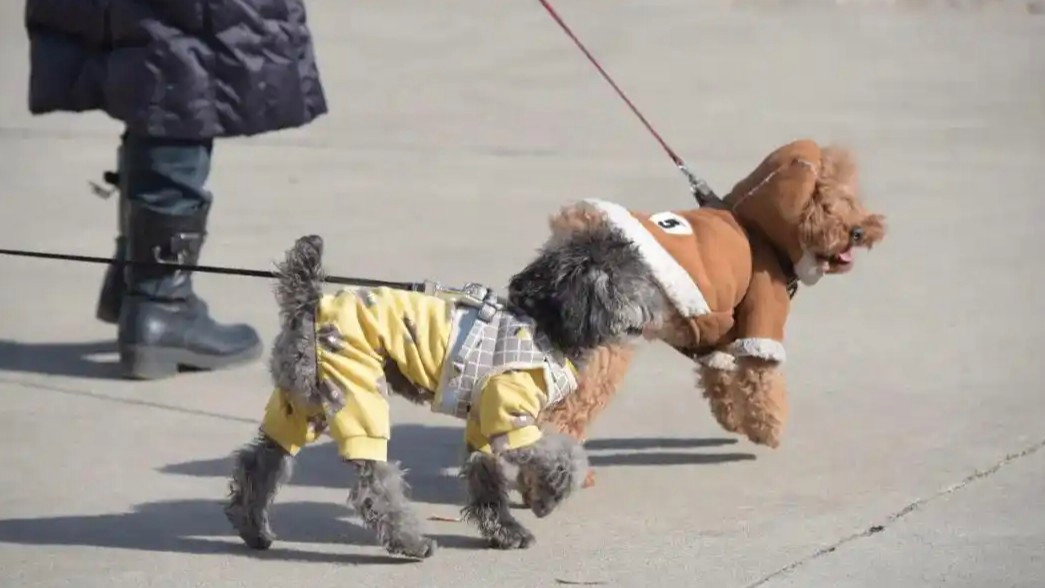 史上最严养犬令实施 律师全面解读