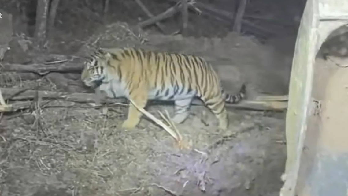 挖掘机女司机夜间作业偶遇东北虎