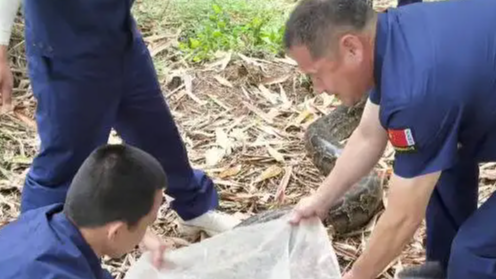 百斤巨蟒偷吃鸭子被“抓包”