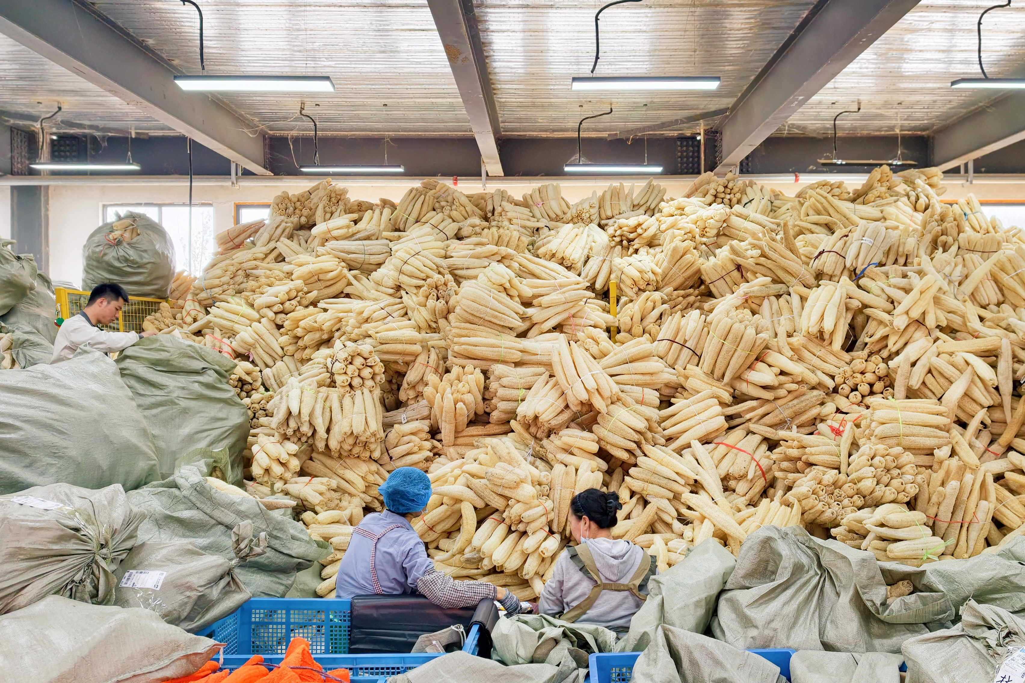 河南丝瓜络产品出口50多个国家