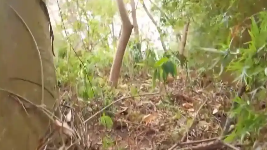 广州“野马”路线被紧急叫停