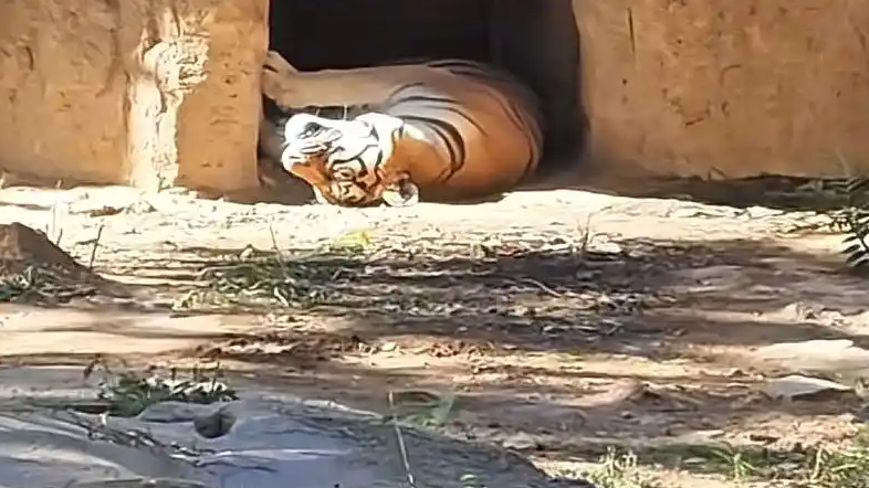 动物园老虎晒太阳被传死亡