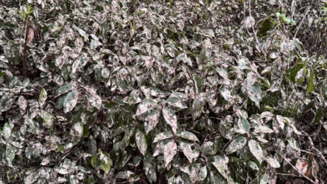 佛山“鸟屎袭城” 官方：无需恐慌