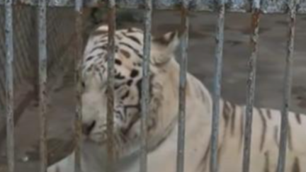 “史上最寒酸”动物园好起来了