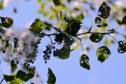   杨柳絮漫天飞为啥不把树都砍了 缩略图