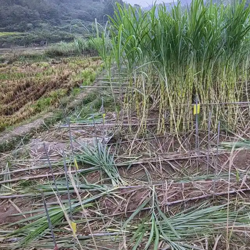 自助“偷甘蔗”老板请游客不要浪费