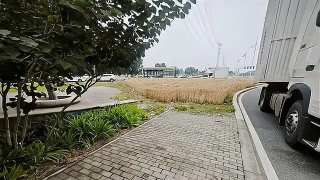 绿化带种粮？郑州：收割后重种