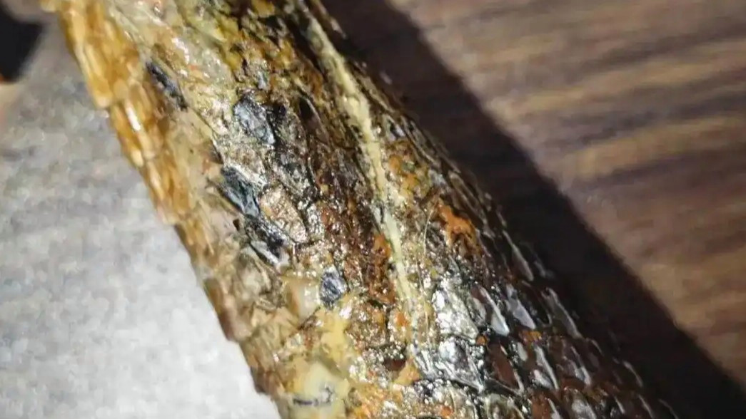  玩坏珍贵标本 熊孩子背后都有熊家长