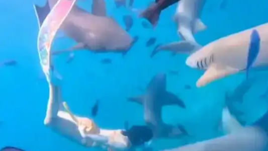 女子生理期潜水被鲨鱼咬伤