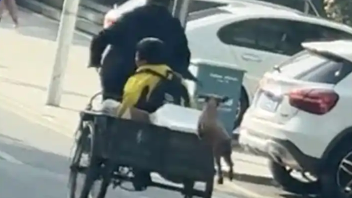  落单小狗一蹦三尺高 拼命追赶主人
